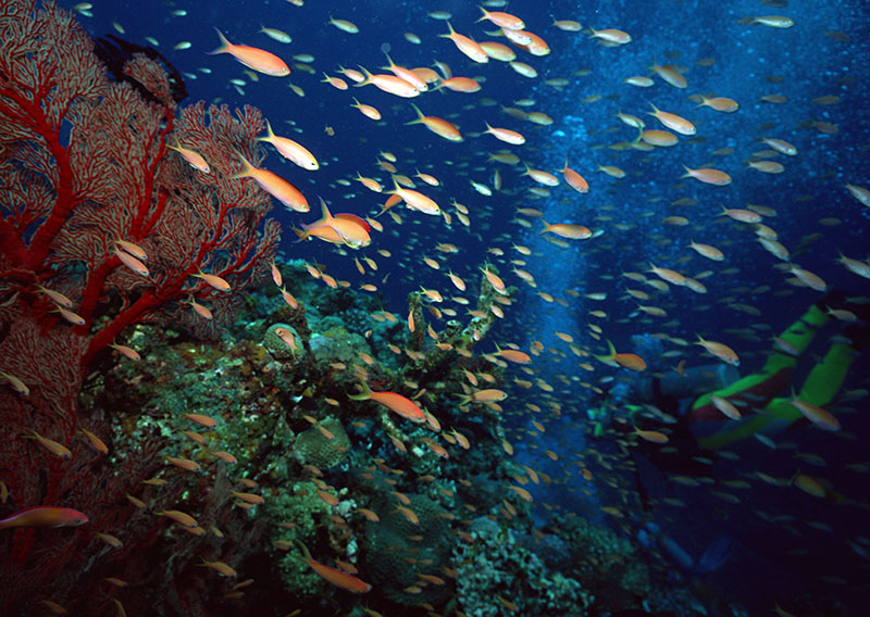 潛水要進(jìn)行耳壓平衡