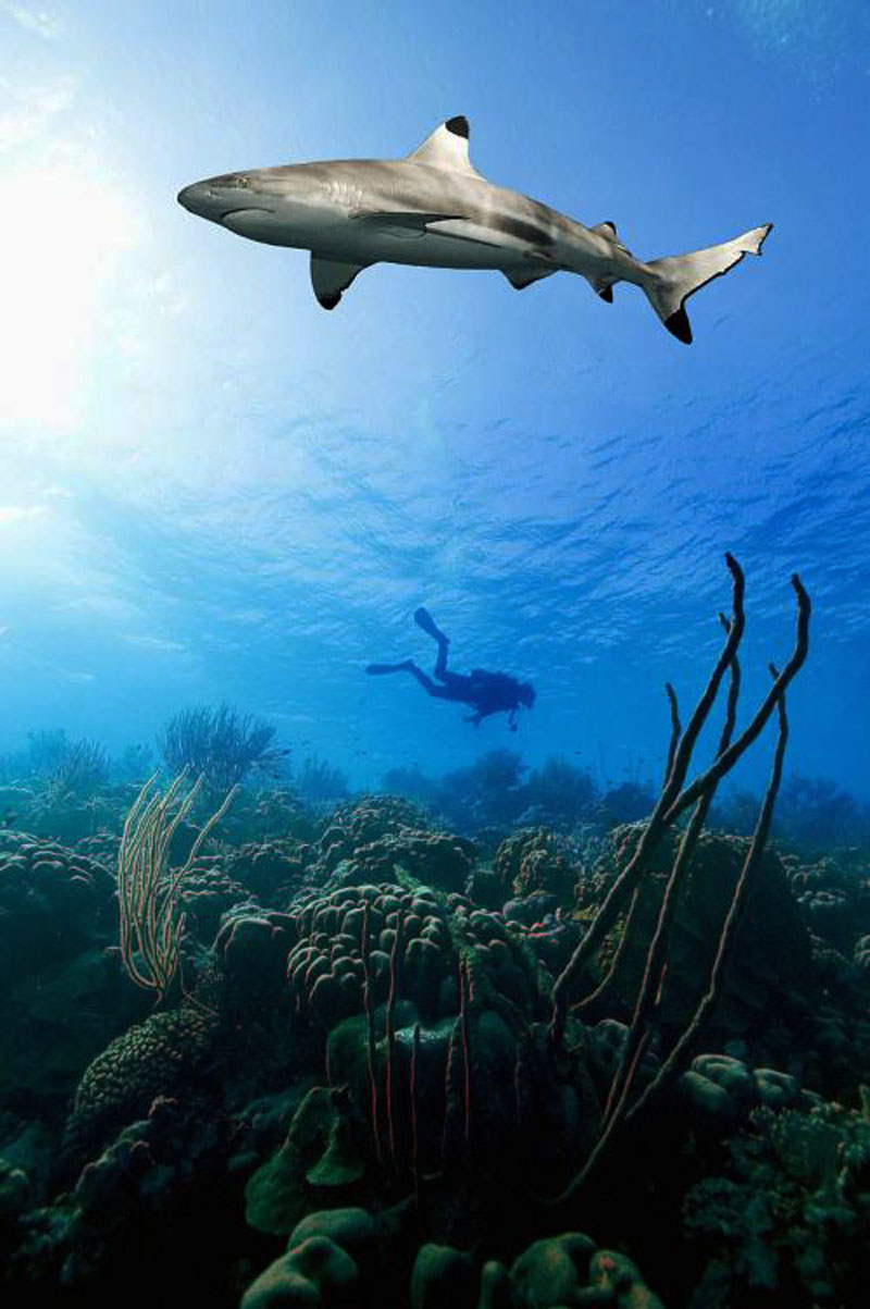 鯊魚(yú)為什么不吃潛水員？