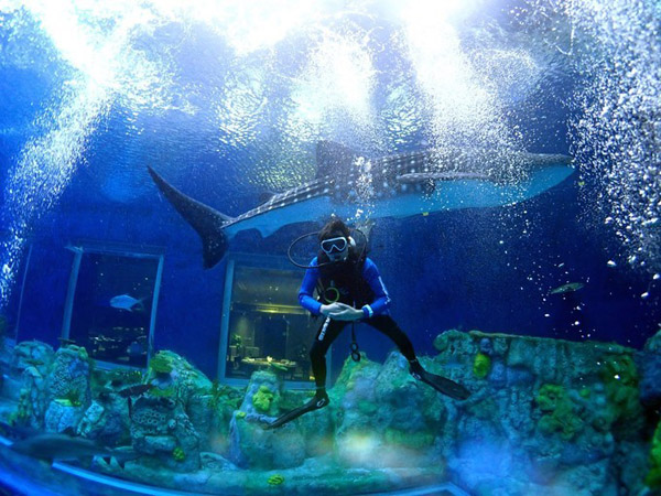 潛在水里，學(xué)做一條靜靜的魚