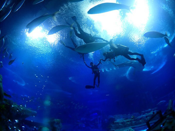 潛在水里，學(xué)做一條靜靜的魚