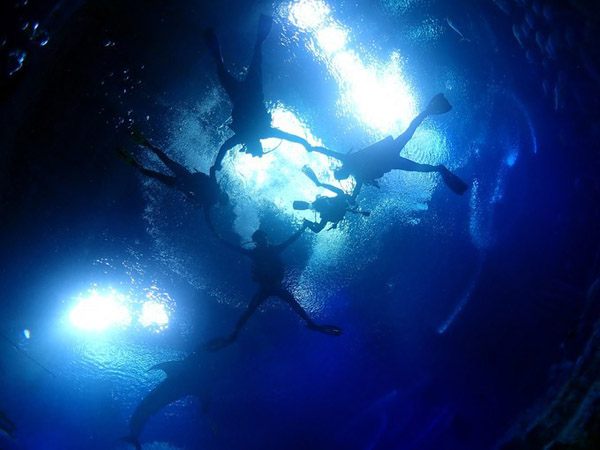 潛在水里，學(xué)做一條靜靜的魚