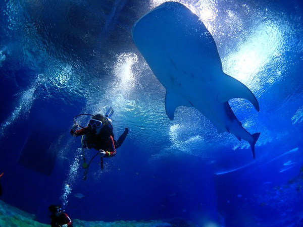 潛在水里，學(xué)做一條靜靜的魚