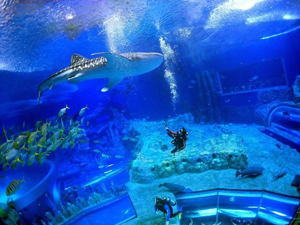 潛在水里，學(xué)做一條靜靜的魚