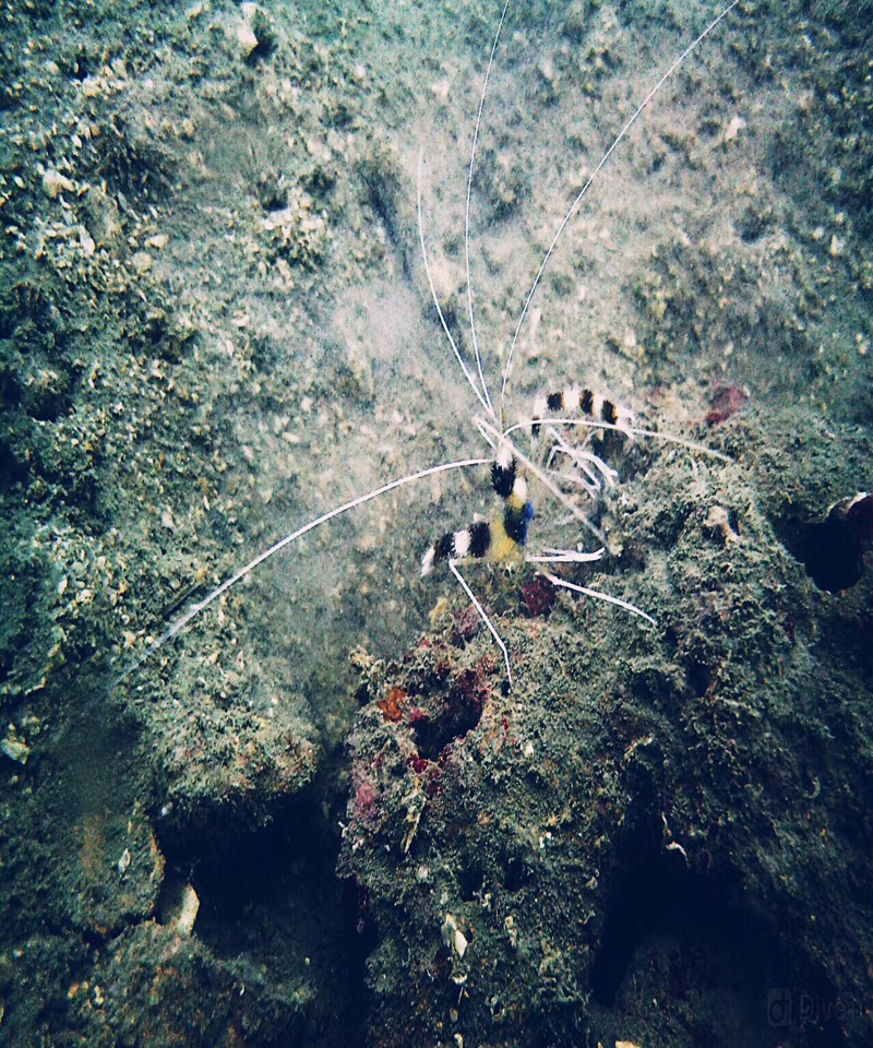 以潛水員的身份花式說(shuō)愛(ài)你