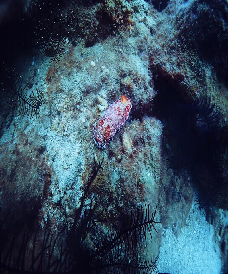 以潛水員的身份花式說(shuō)愛(ài)你