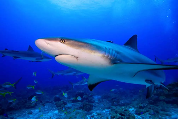 【水肺潛水安全嗎？】轉(zhuǎn)自PADI