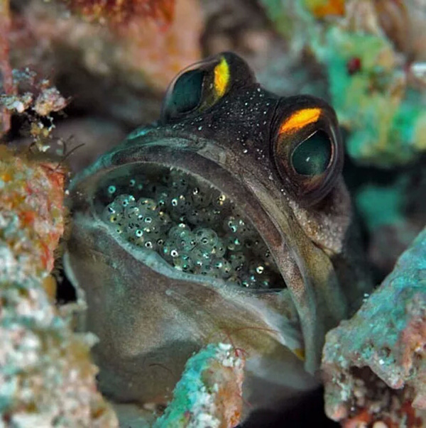 【潛水這艘賊船，這次開往上帝的花園】文章轉(zhuǎn)自/三聯(lián)生活周刊