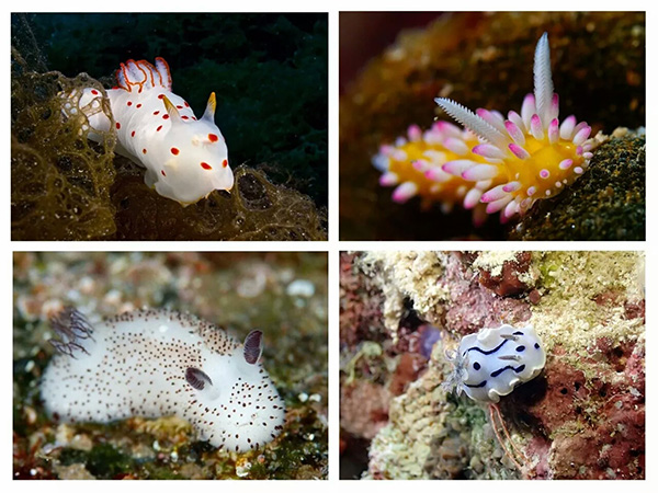 【潛水這艘賊船，這次開往上帝的花園】文章轉(zhuǎn)自/三聯(lián)生活周刊