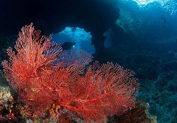 【潛水這艘賊船，這次開往上帝的花園】文章轉(zhuǎn)自/三聯(lián)生活周刊