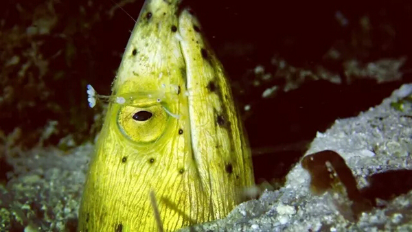 潛水拍照新姿勢，放下你的剪刀手，我們來這樣拍