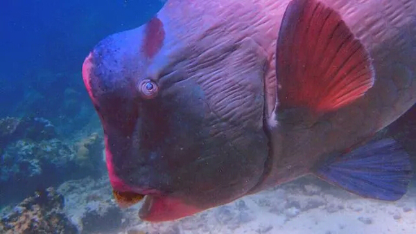 潛水拍照新姿勢，放下你的剪刀手，我們來這樣拍