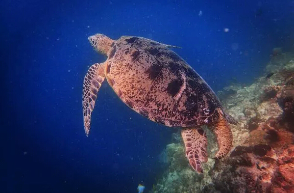 潛水拍照新姿勢，放下你的剪刀手，我們來這樣拍