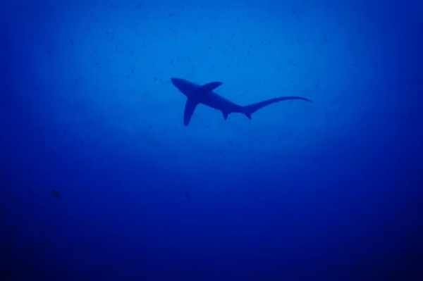 潛水拍照新姿勢，放下你的剪刀手，我們來這樣拍