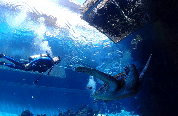 潛水常見問題，原來潛水沒你想的那么難