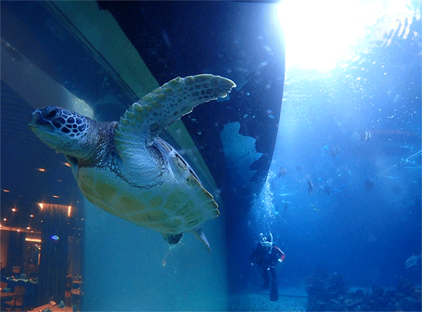 潛水常見問題，原來潛水沒你想的那么難