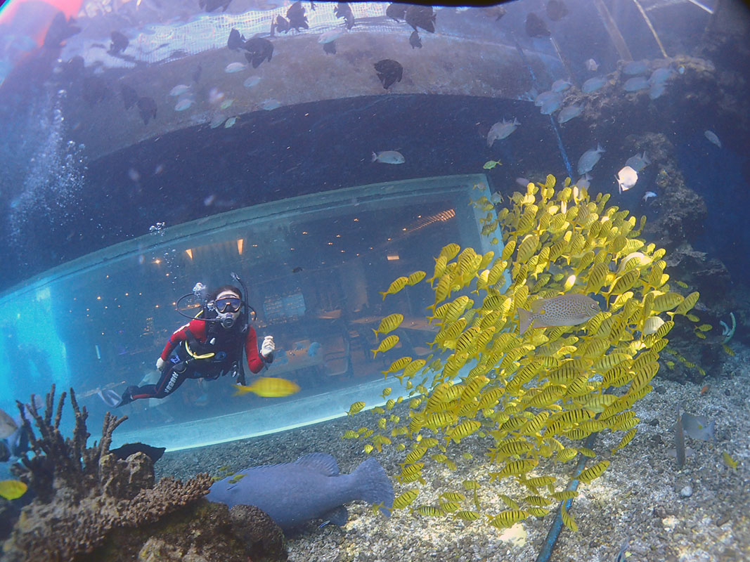 除了俯瞰大地的飛翔，還有潛入海底的翱翔。