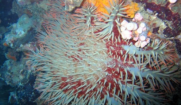 水下被海洋生物傷害到了該怎么辦？